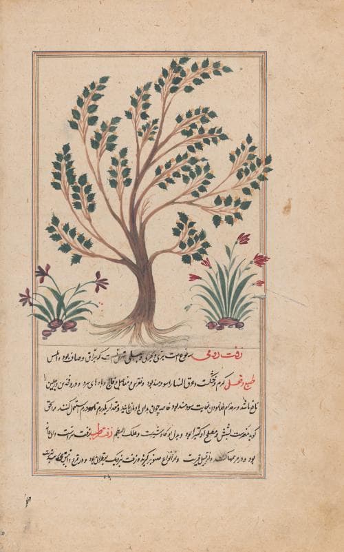 Page from a manuscript of al-Qazvini's Marvels of Things Created